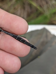 Somatochlora elongata