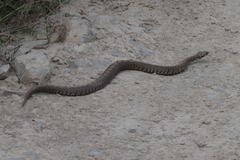 Montivipera raddei