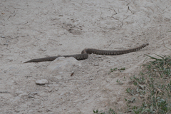 Montivipera raddei