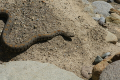 Montivipera raddei