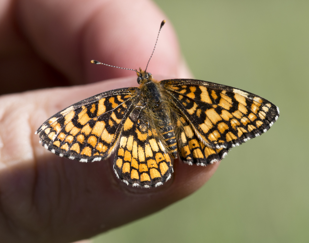 Dotted Checkerspot