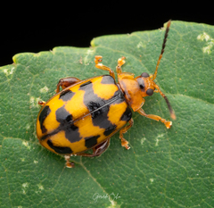 Alagoasa tridecimmaculata