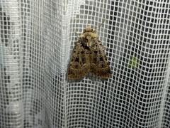 Chersotis multangula