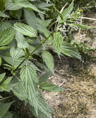 Urtica dioica sondenii