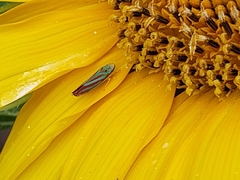 Graphocephala coccinea