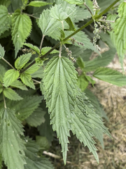 Urtica dioica sondenii