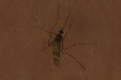 Culiseta incidens