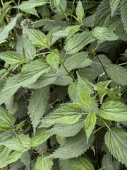 Urtica dioica sondenii