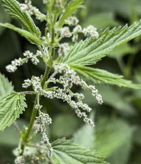 Urtica dioica sondenii