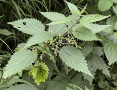 Urtica dioica sondenii