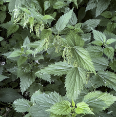 Urtica dioica sondenii