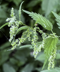 Urtica dioica sondenii