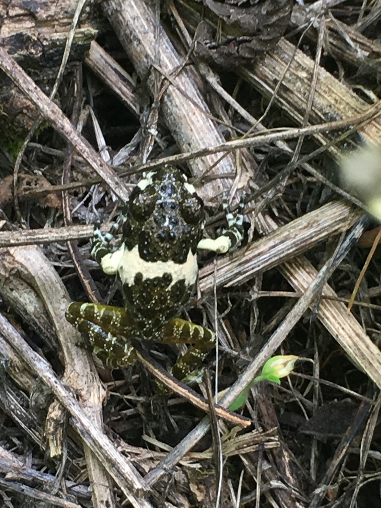 Craugastor augusti cactorum (Guía de Anfibios y Reptiles de Álamos