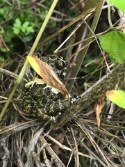 Craugastor augusti cactorum