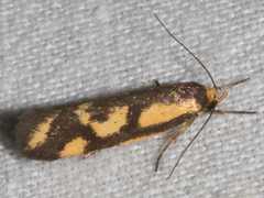 Palimmeces poecilella