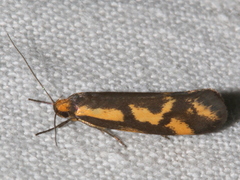 Palimmeces poecilella