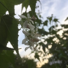 Ripariosida hermaphrodita