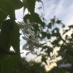 Ripariosida hermaphrodita