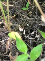 Craugastor augusti cactorum