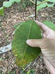 Asclepias variegata image