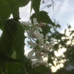 Ripariosida hermaphrodita