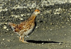 Canachites canadensis