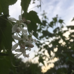 Ripariosida hermaphrodita