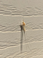 Maccaffertium terminatum