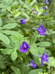 Delphinium polycladon
