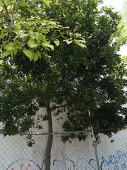 Melicoccus oliviformis