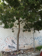 Melicoccus oliviformis