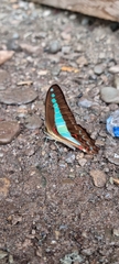 Graphium isander