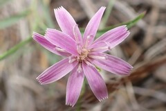 Stephanomeria lactucina