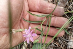 Stephanomeria lactucina