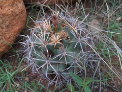 Coryphantha robustispina robustispina