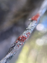 Ramboldia gowardiana