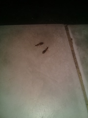 Trichomyrmex destructor