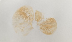 Multifurca ochricompacta