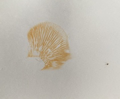 Multifurca ochricompacta