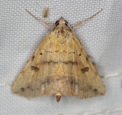 Hemeroplanis scopulepes