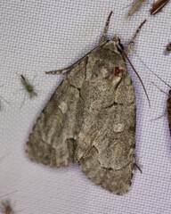 Acronicta radcliffei