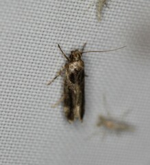 Pseudochelaria walsinghami