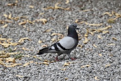 Columba livia domestica