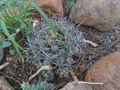 Coryphantha robustispina robustispina