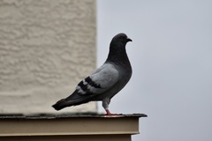 Columba livia domestica
