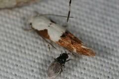 Mompha circumscriptella