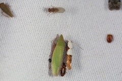 Mompha circumscriptella