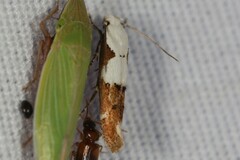 Mompha circumscriptella