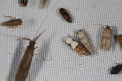 Mompha circumscriptella