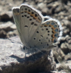 Plebejus fridayi